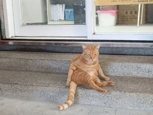 新北動保溫馨提醒：發現奶貓別急著帶走！攜手社區推動TNVR，打造人貓共好的友善環境